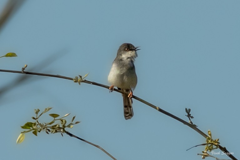 Gray-breasted Prinia - ML338504721