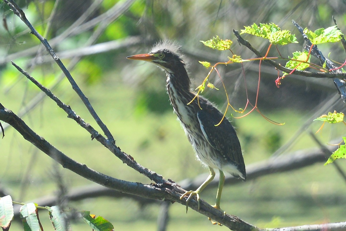 Green Heron - ML33850521