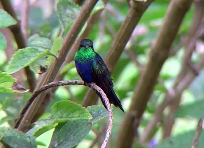 Fork-tailed Woodnymph - Josep del Hoyo