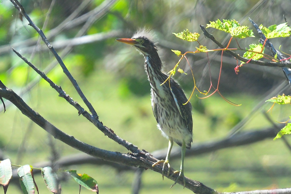 Green Heron - ML33850821