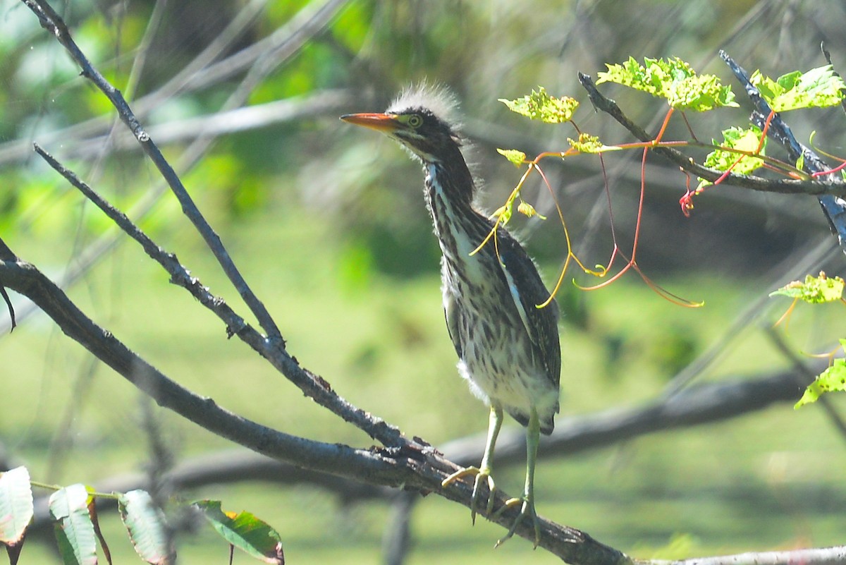 Green Heron - George Chiu