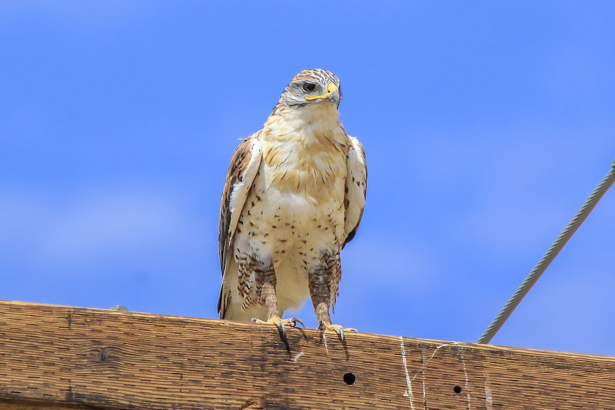 Ferruginous Hawk - ML33850861