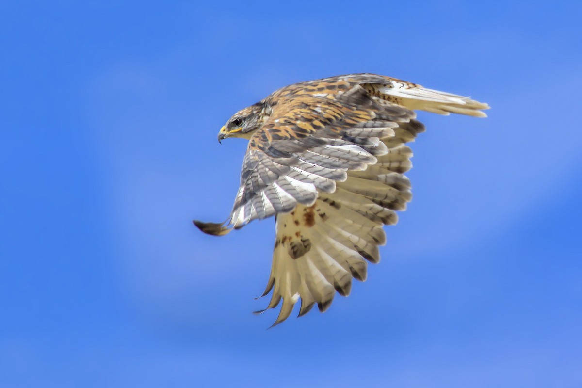 Ferruginous Hawk - Matthew Pendleton