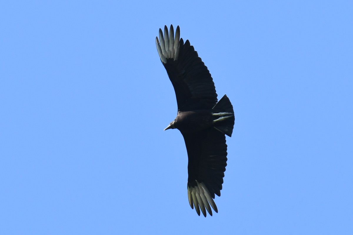 Black Vulture - Andy  Wyatt