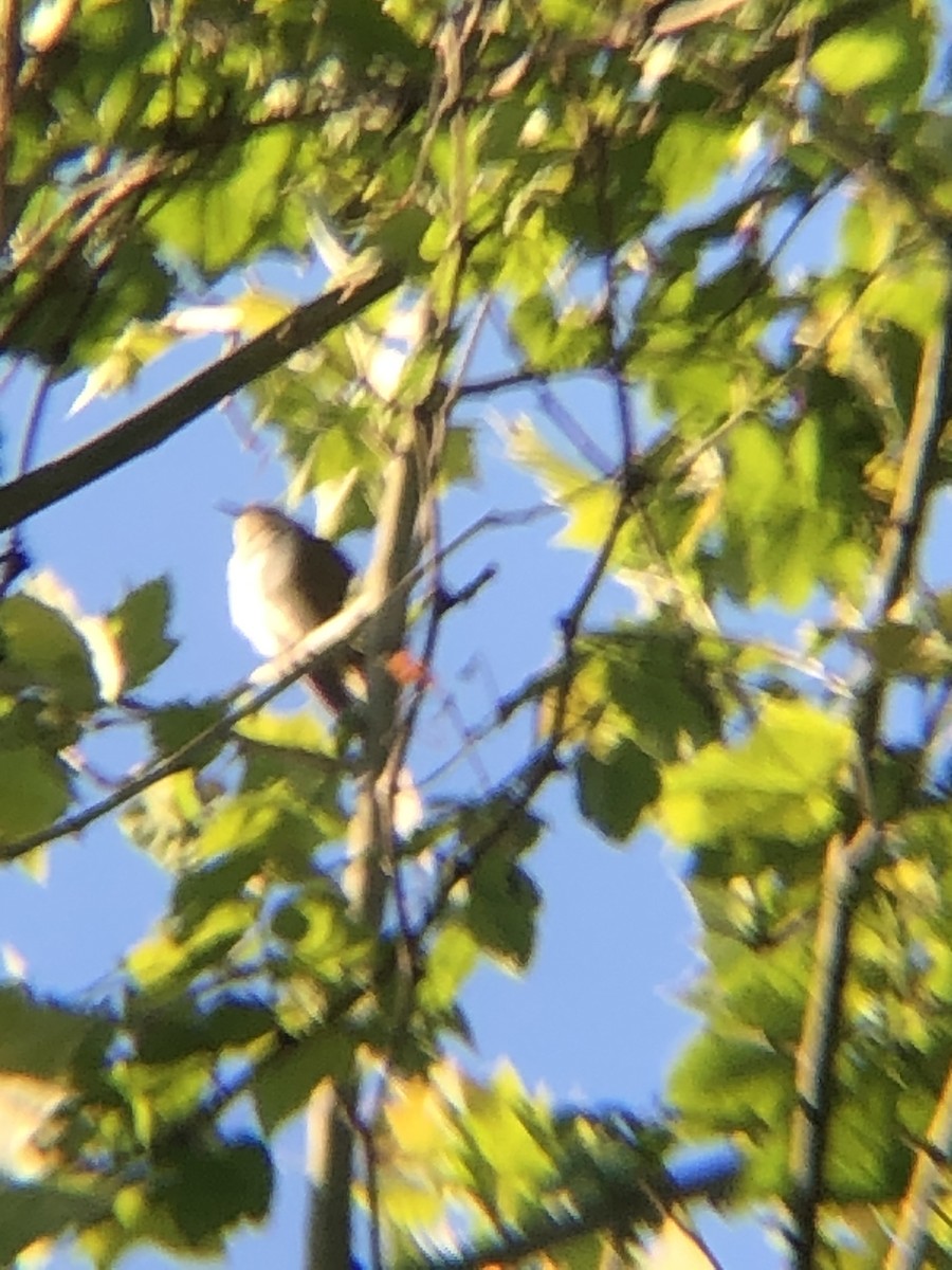 Black-billed Cuckoo - ML338509611