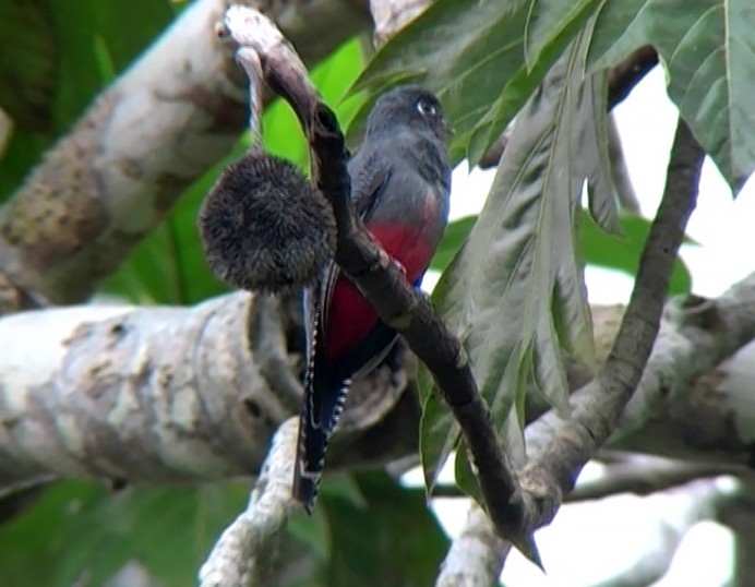 svarthaletrogon (melanurus gr.) - ML338509851