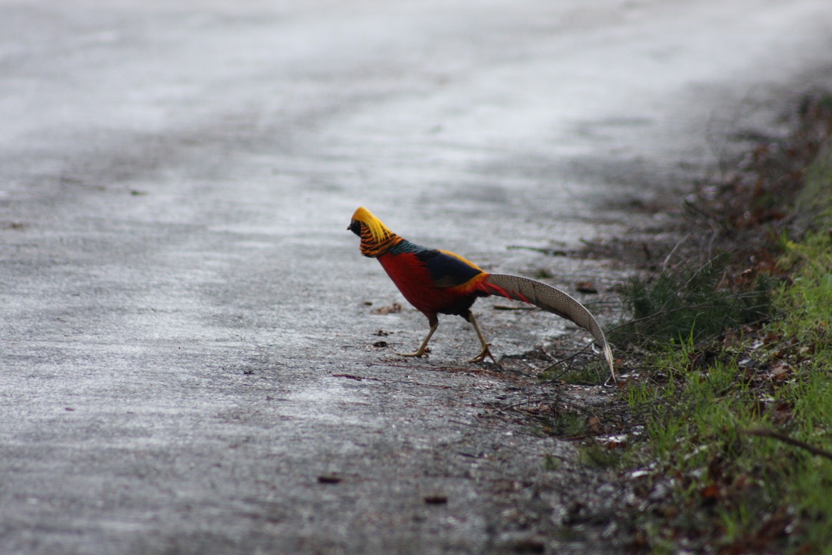 Golden Pheasant - ML338510511