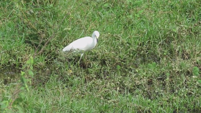 Snowy Egret - ML338510771