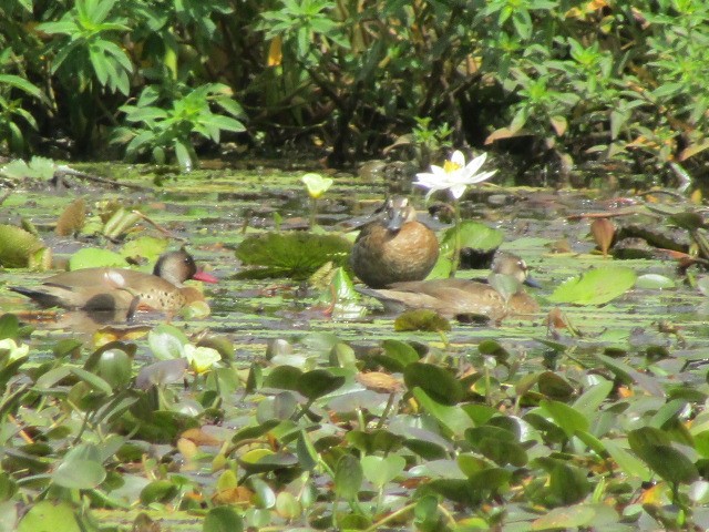 Brazilian Teal - Charles Avenengo