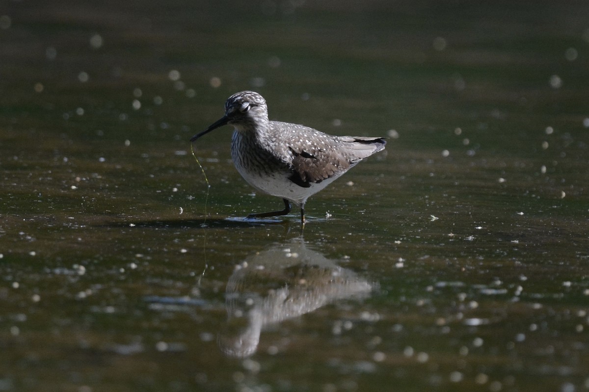 Solitary Sandpiper - ML338512481