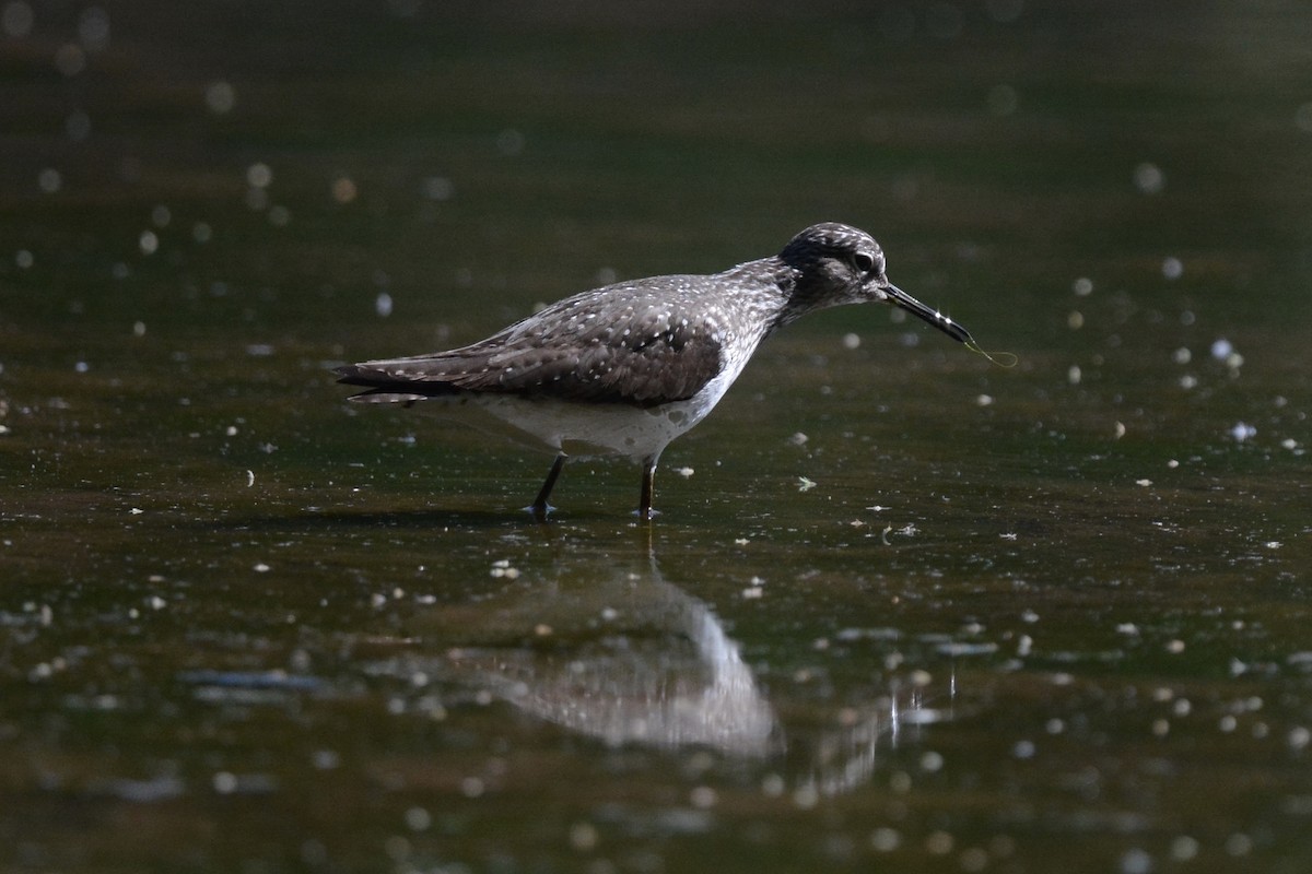 Solitary Sandpiper - ML338512501