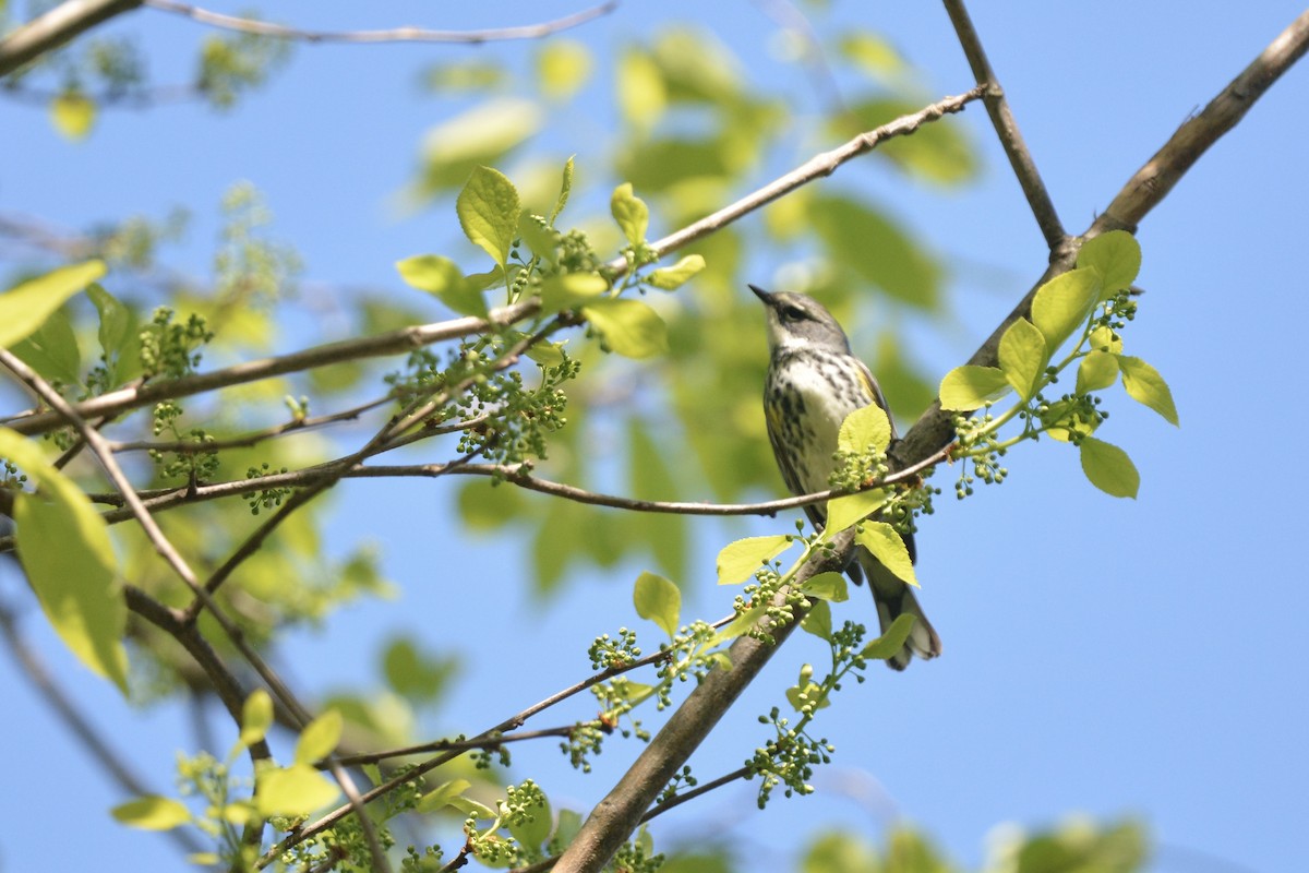 Yellow-rumped Warbler - ML338512851