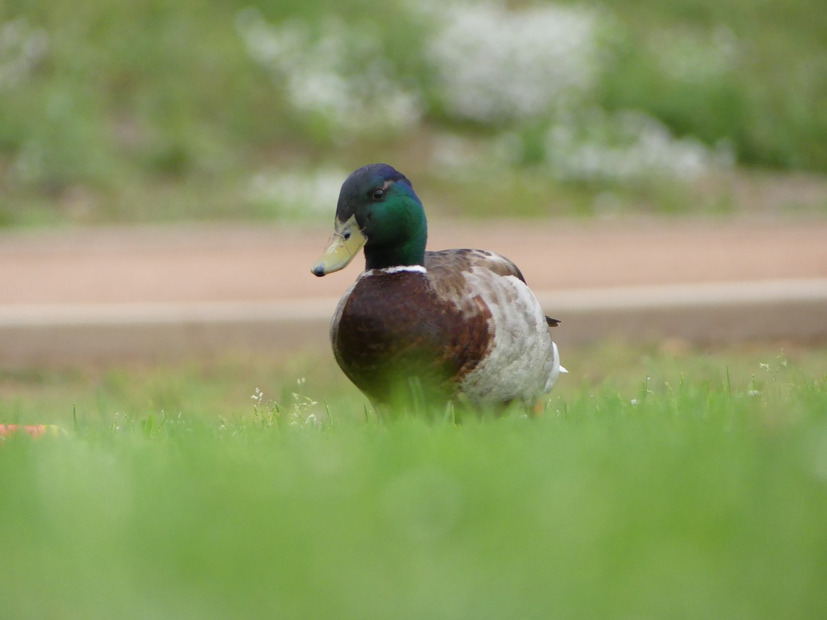 Mallard - ML338512921