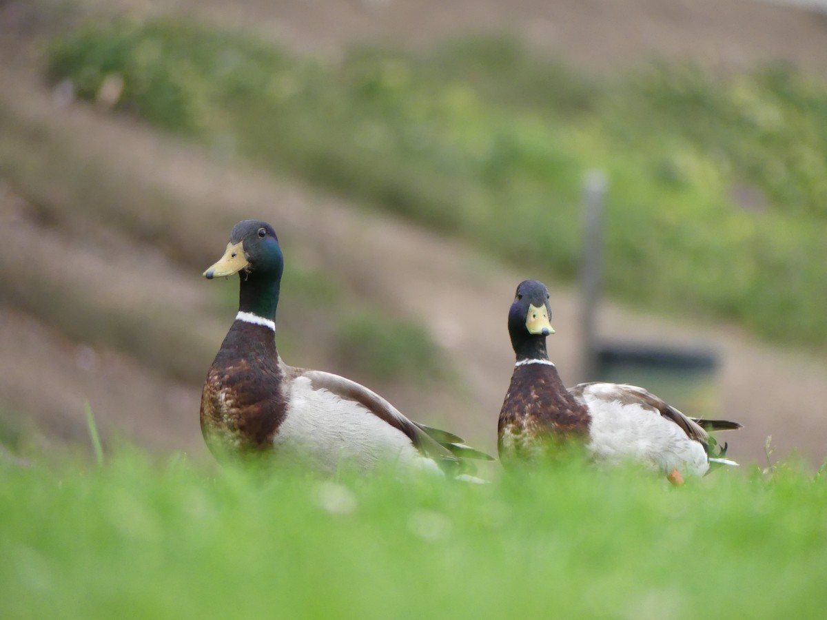 Mallard - ML338512931