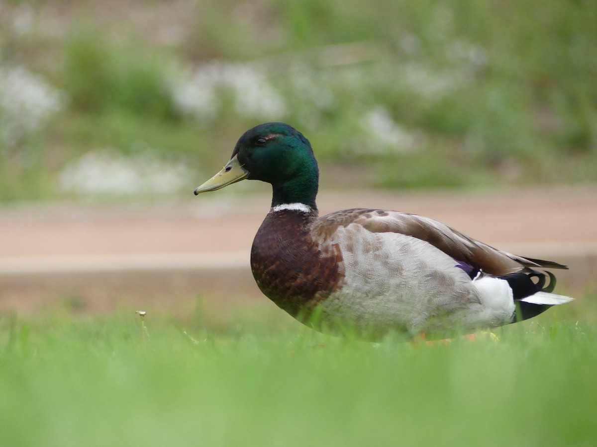 Mallard - ML338513061