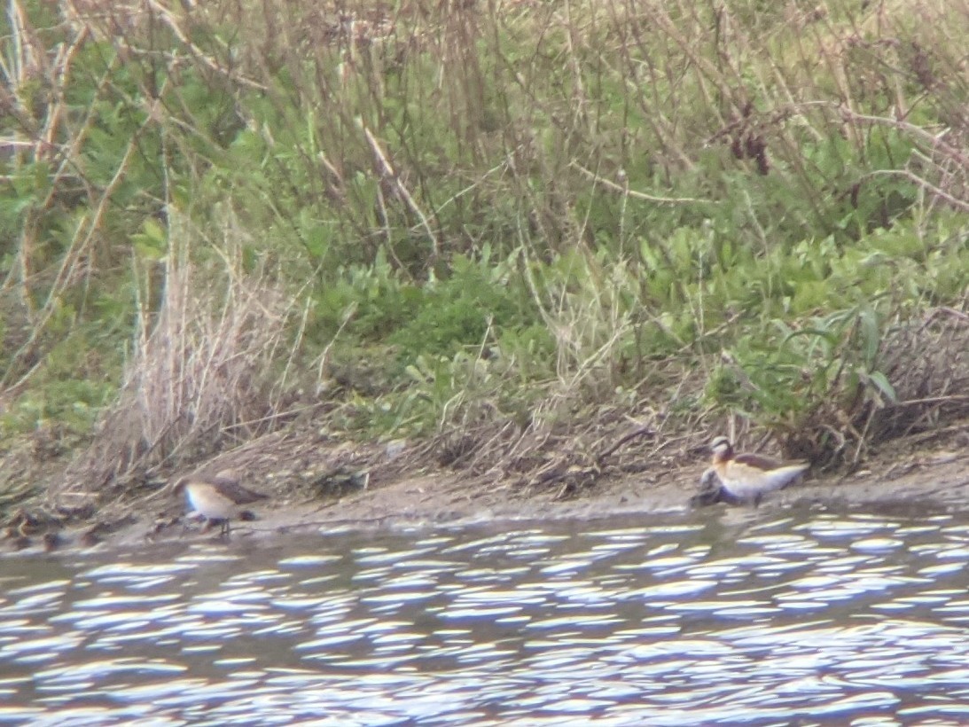 Wilson's Phalarope - ML338513441