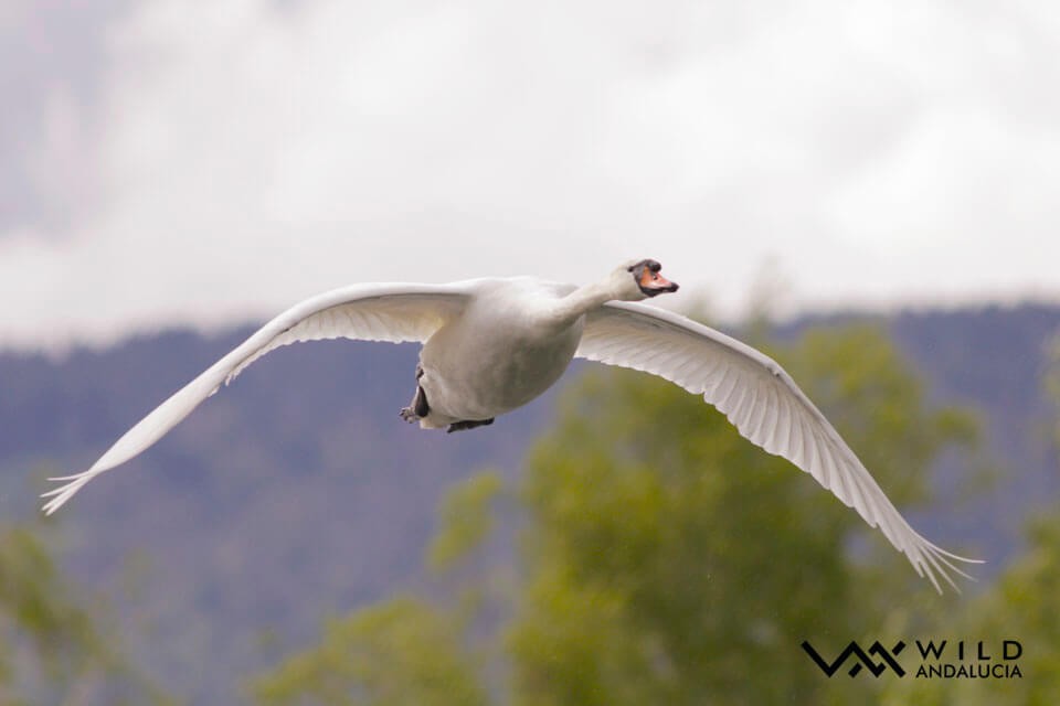 Mute Swan - Álvaro Peral // Wild Andalucía
