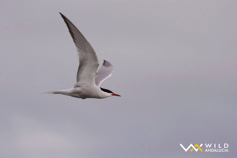Common Tern - Álvaro Peral // Wild Andalucía