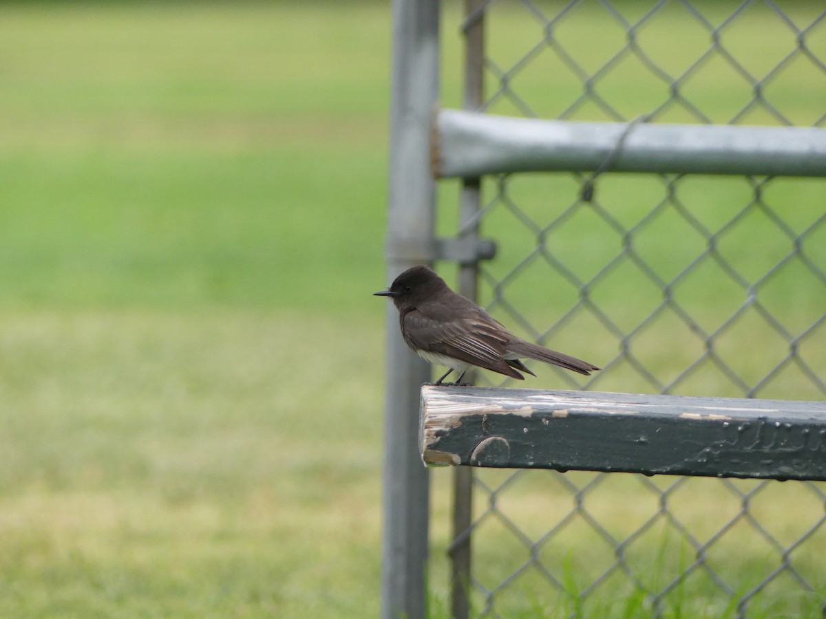 Black Phoebe - ML338514061