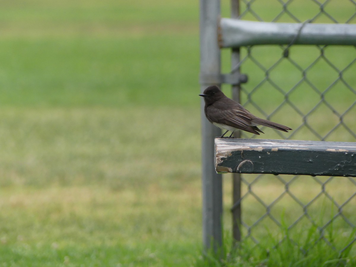Black Phoebe - ML338514071