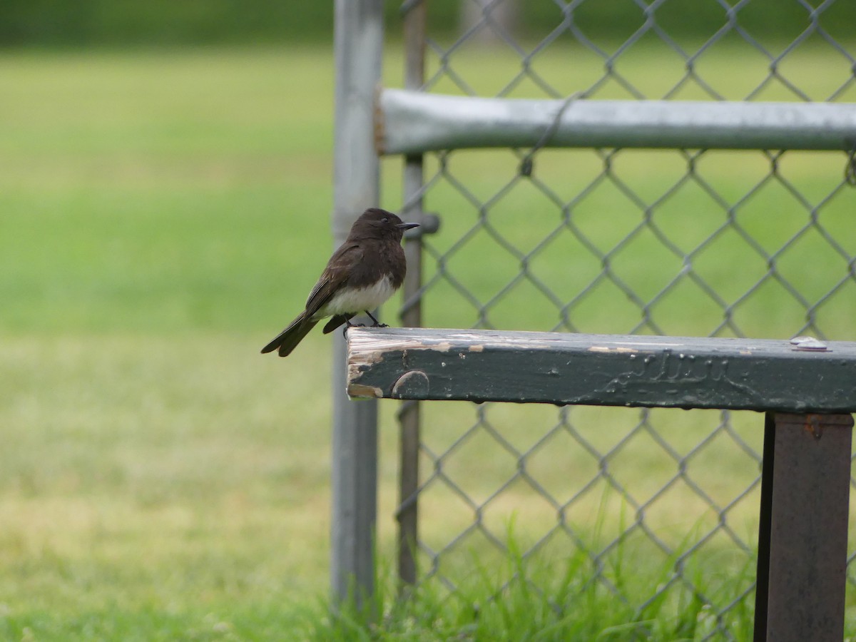 Black Phoebe - ML338514151