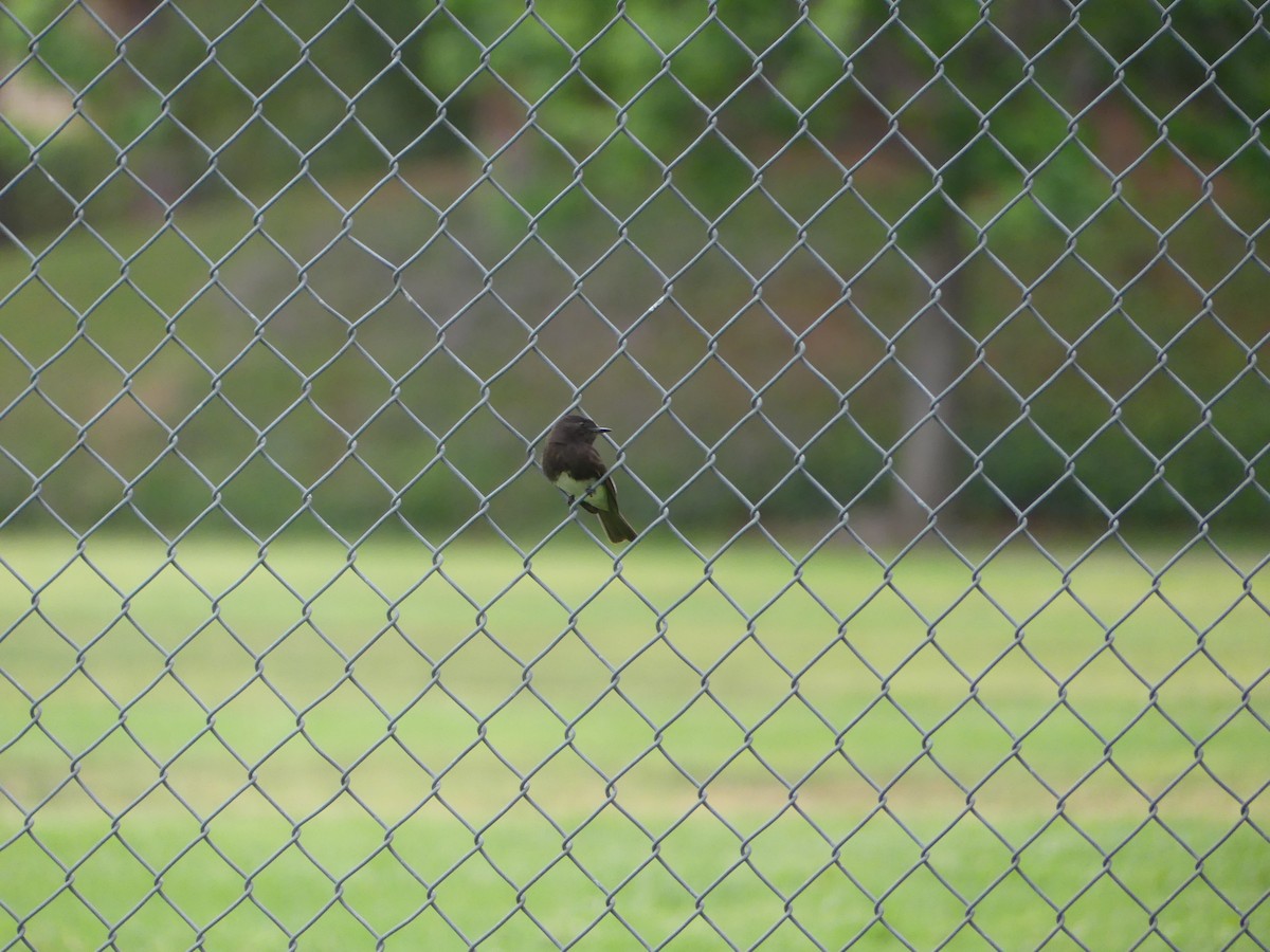 Black Phoebe - ML338514161