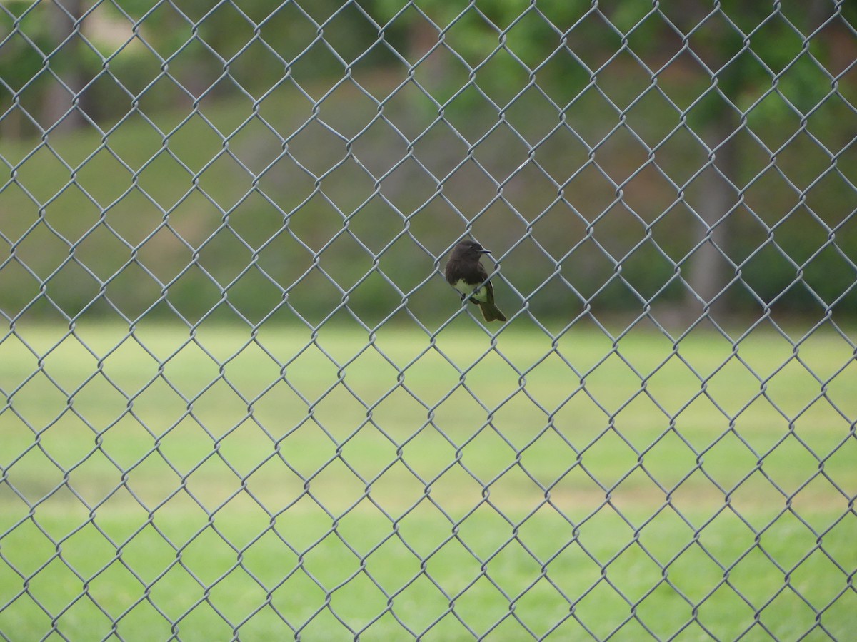 Black Phoebe - ML338514171