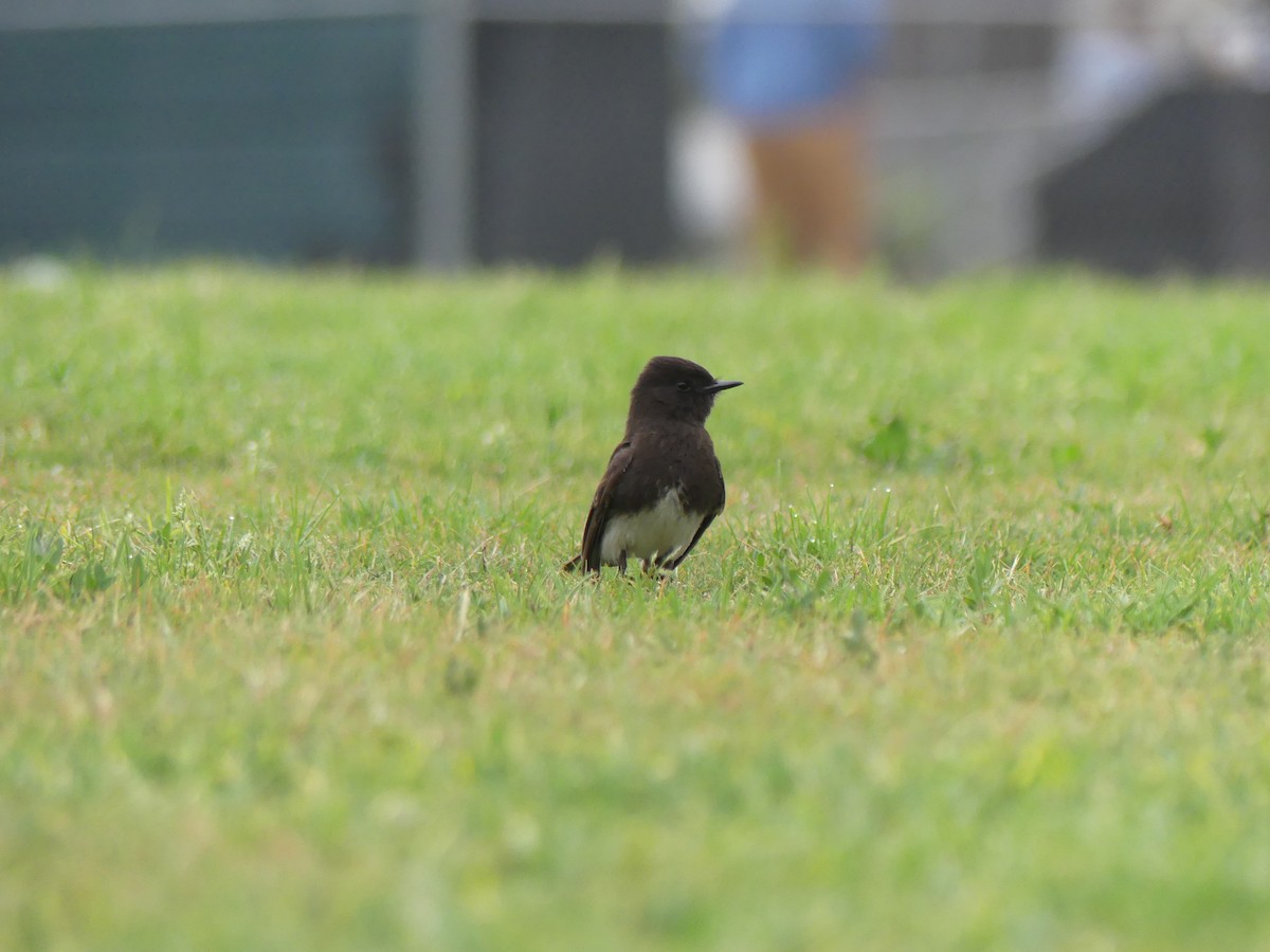Black Phoebe - ML338514301