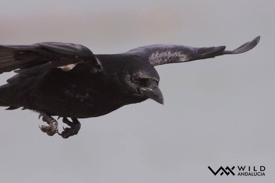 Carrion Crow - Álvaro Peral // Wild Andalucía