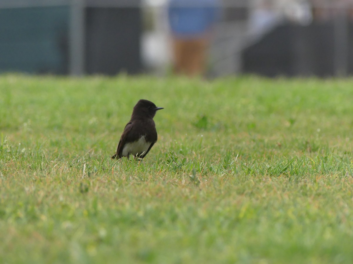 Black Phoebe - ML338514341