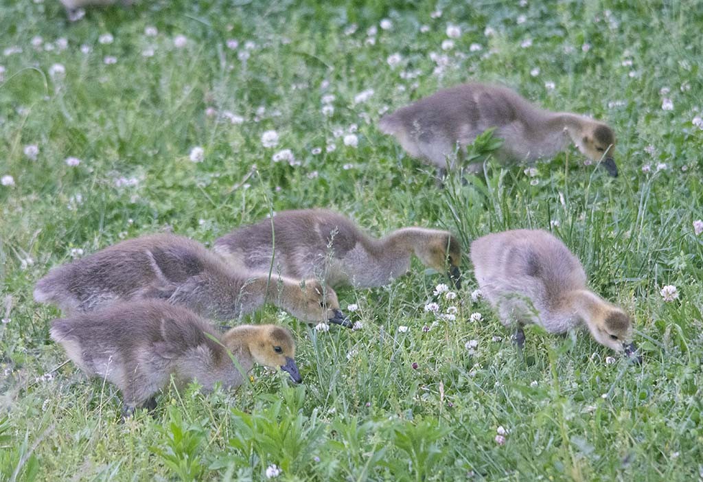 Kanadagans - ML338515301