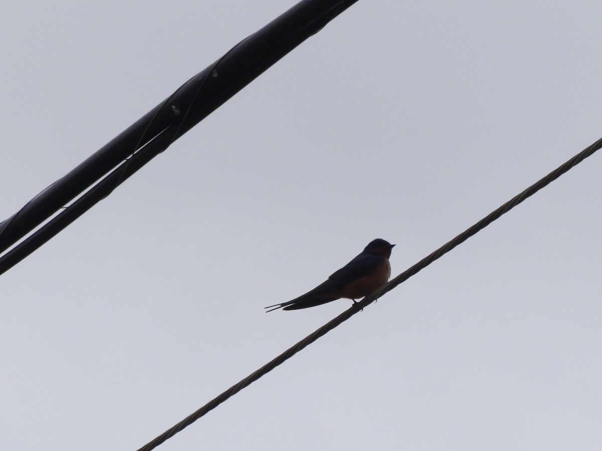 Barn Swallow - ML338516941