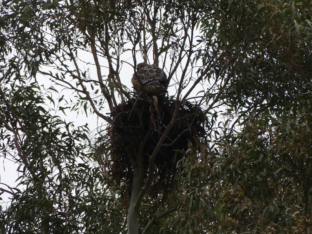 Red-shouldered Hawk (elegans) - ML338517631