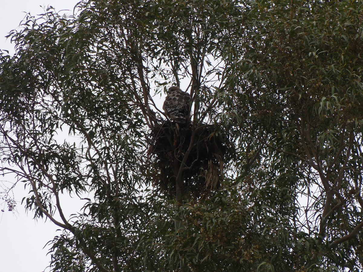 Red-shouldered Hawk (elegans) - ML338517651