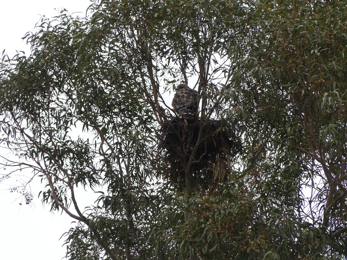 Red-shouldered Hawk (elegans) - ML338517681