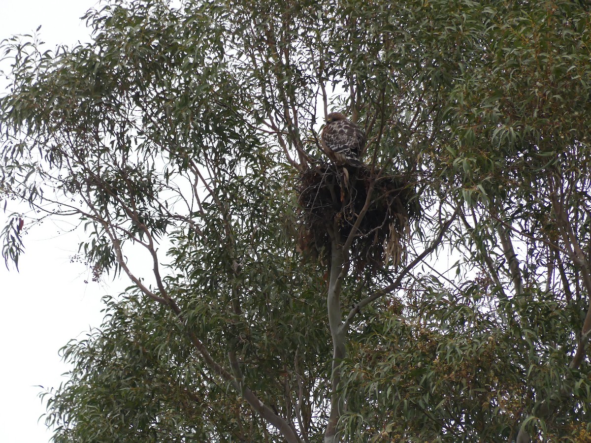 Red-shouldered Hawk (elegans) - ML338517761