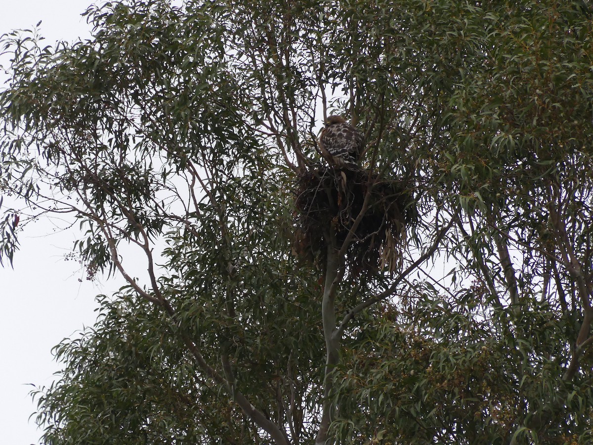 Red-shouldered Hawk (elegans) - ML338517771