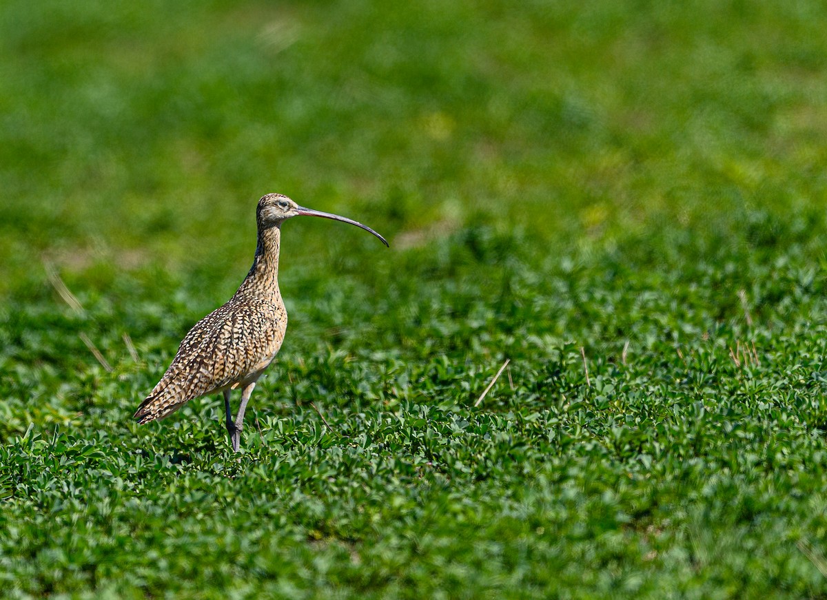 Long-billed Curlew - ML338518411