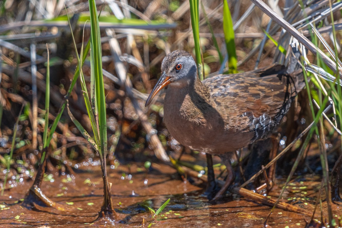 Virginia Rail - ML338519421