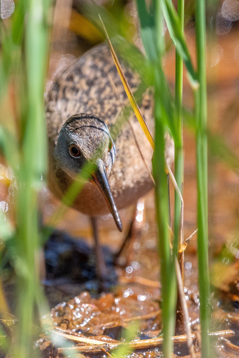 Virginia Rail - ML338519441