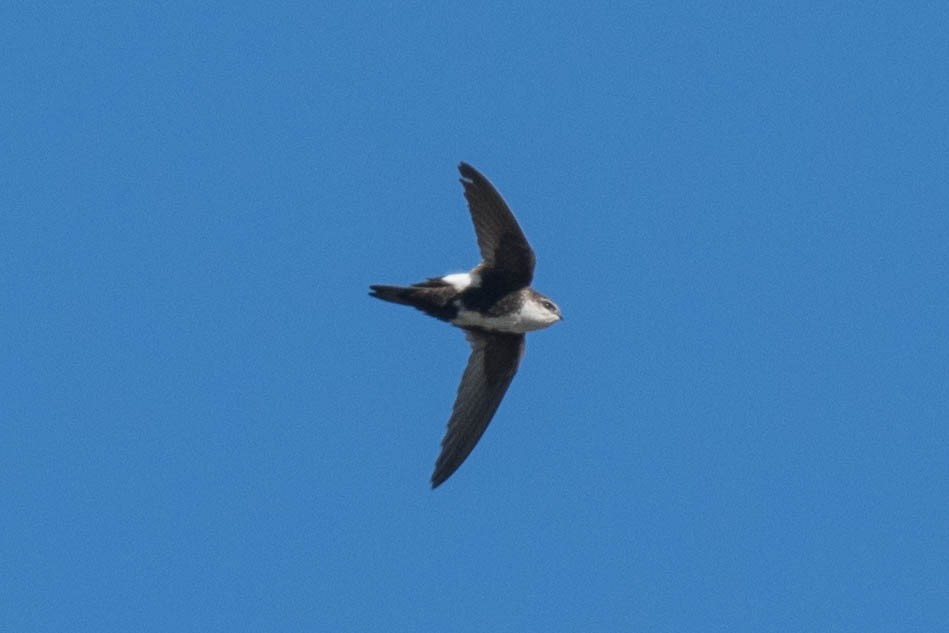 White-throated Swift - ML338519591