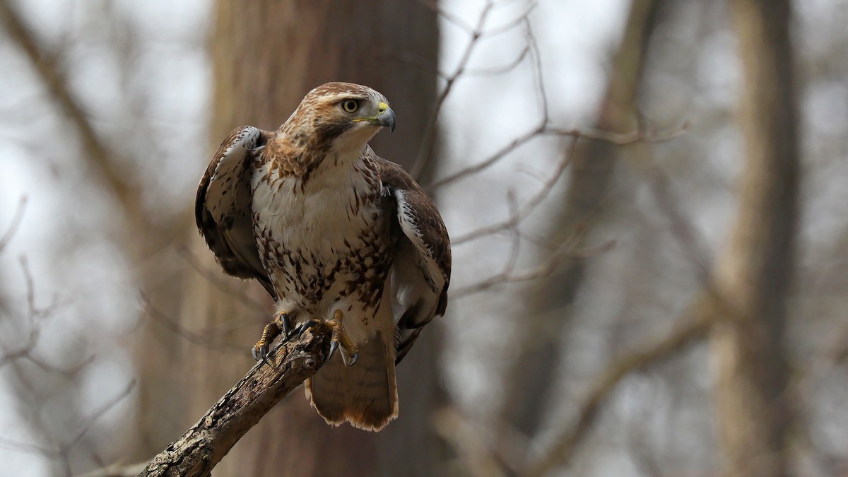 Red-tailed Hawk - ML338520061