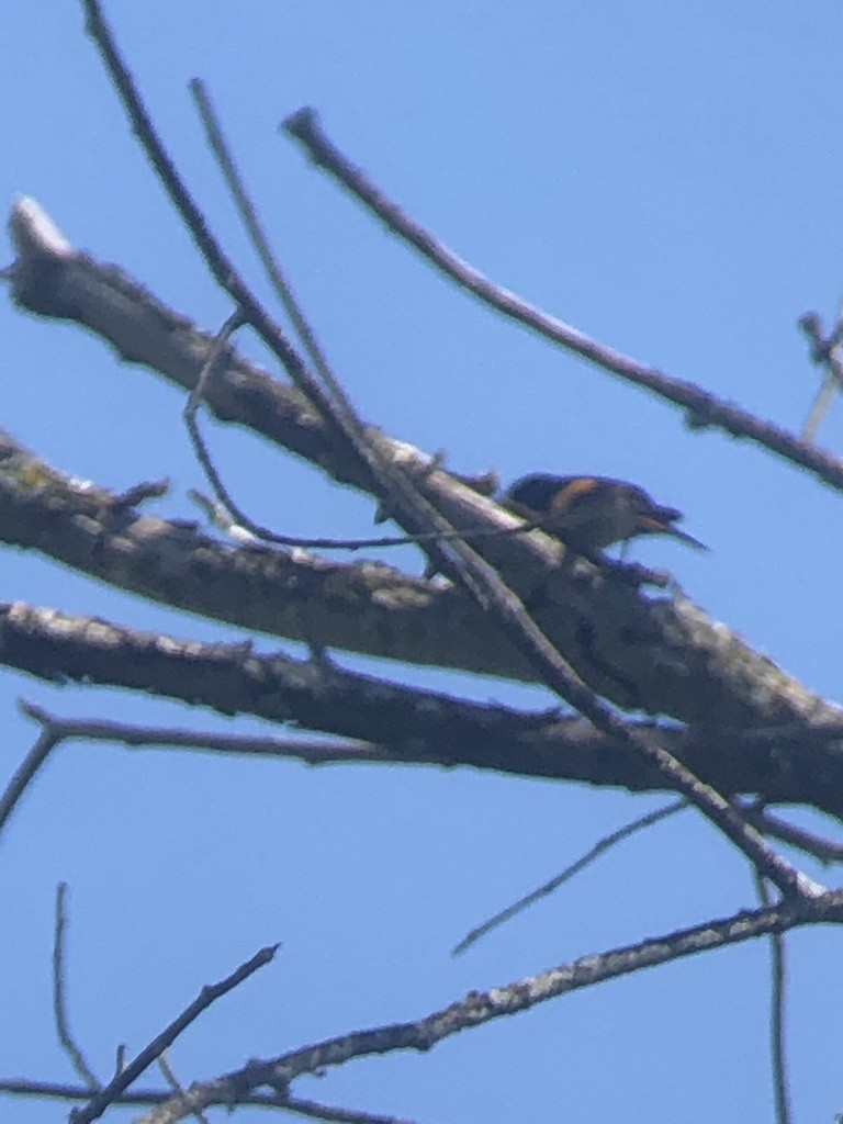 American Redstart - ML338520291