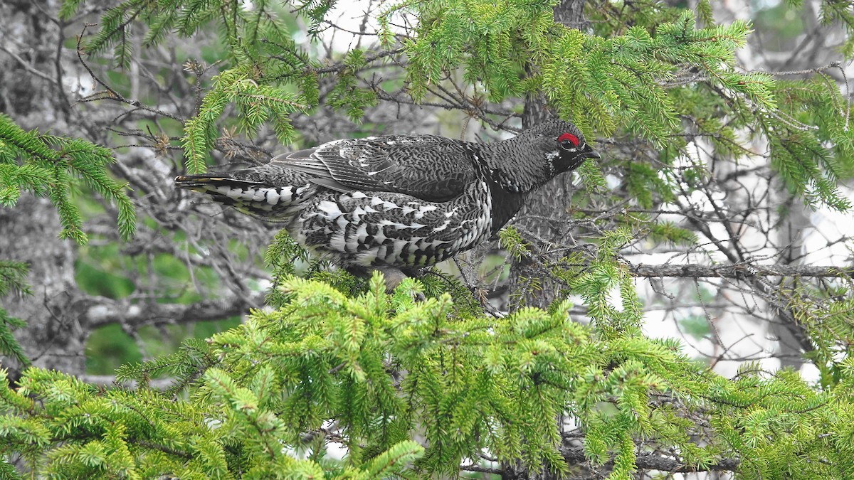 Spruce Grouse - Barry Day
