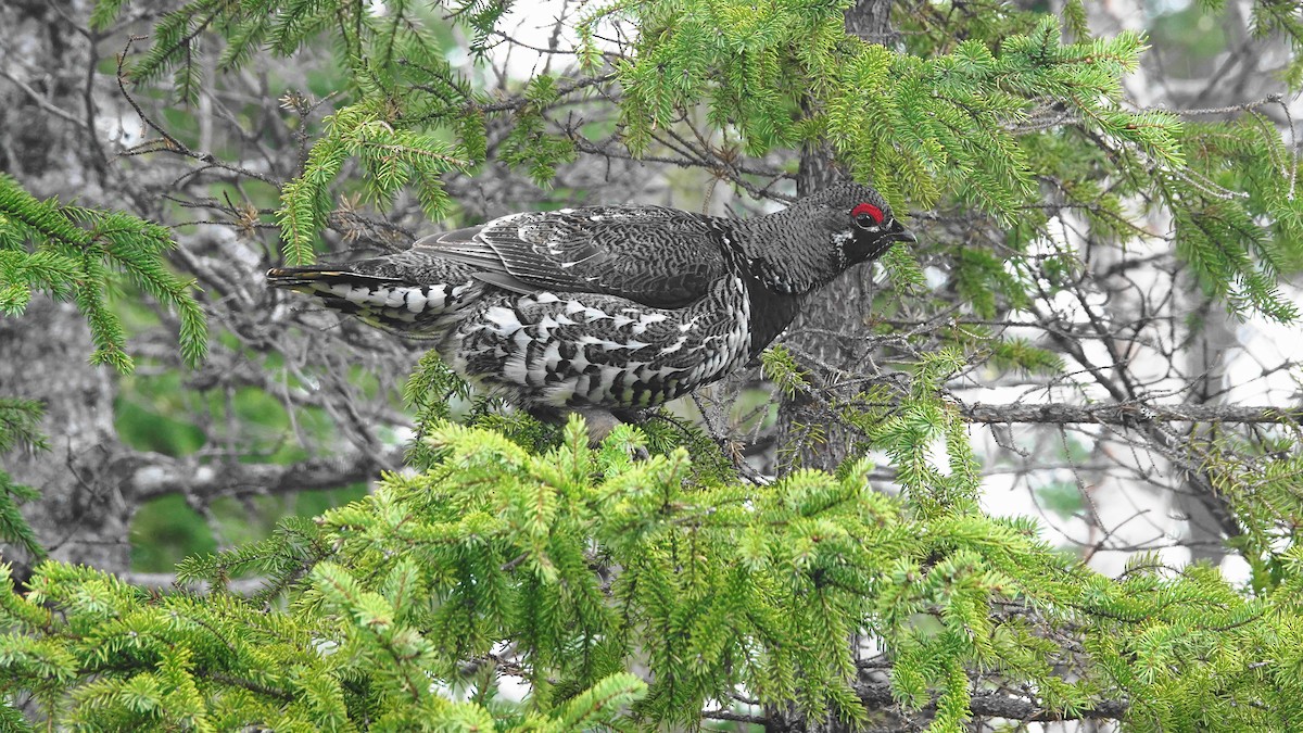 Spruce Grouse - ML338521861