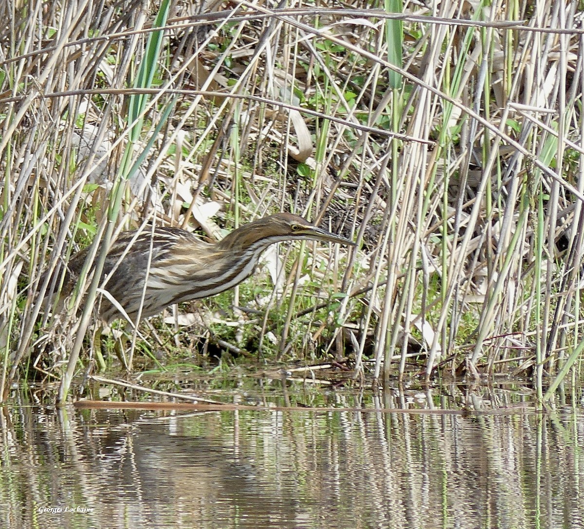 American Bittern - ML338521921
