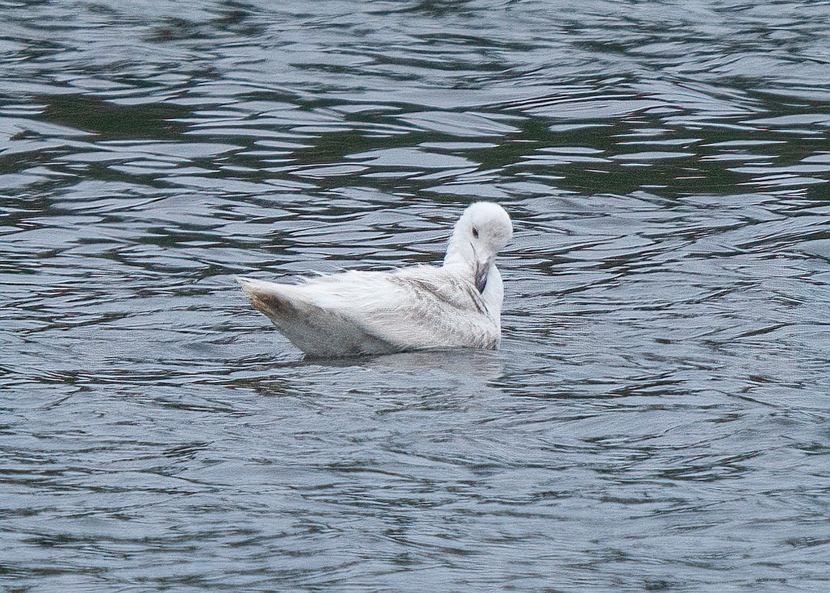 Goéland à ailes grises - ML338522661