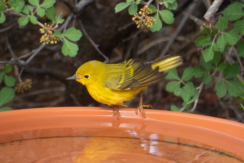Northern Yellow Warbler - ML338523921
