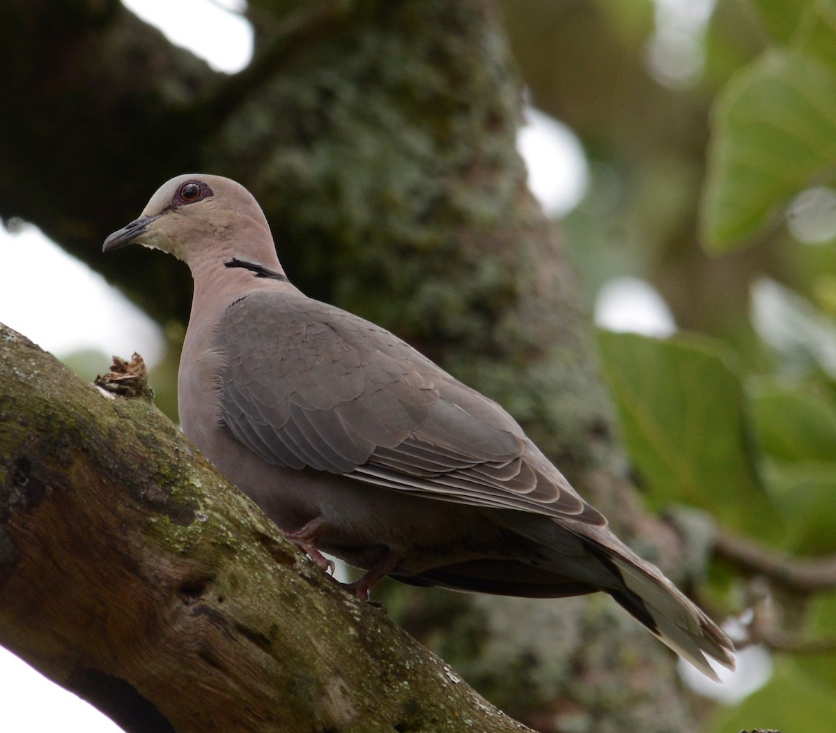 Red-eyed Dove - Bertina K