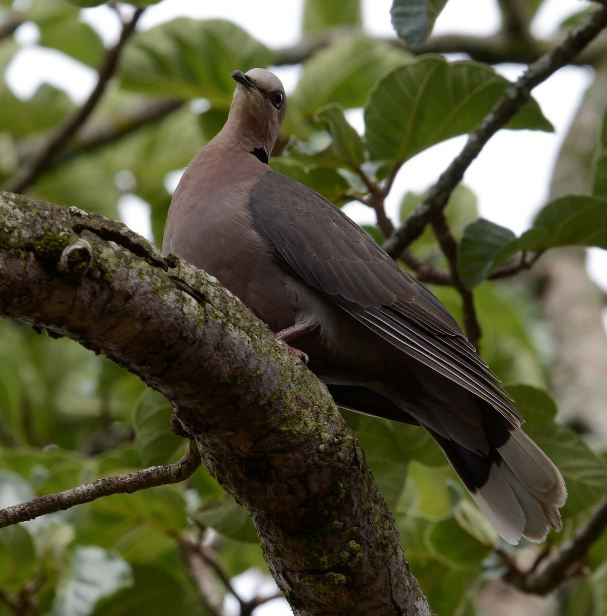 Red-eyed Dove - Bertina K